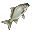 Carpa Branca