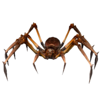 Aranha Assassina.png