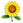 Girassol.png