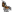 Garra de Falcão.png