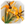 Planta Dourada