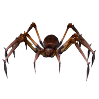 Aranha Mortal