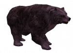 Urso Púrpura